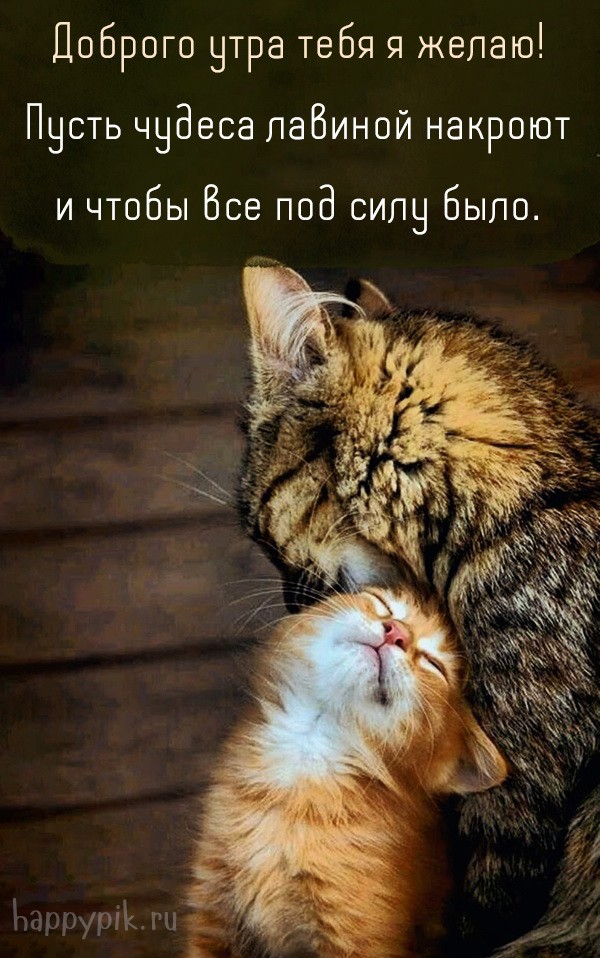 Нежная открытка с кошкой и котенком для мамы с добрым утром.