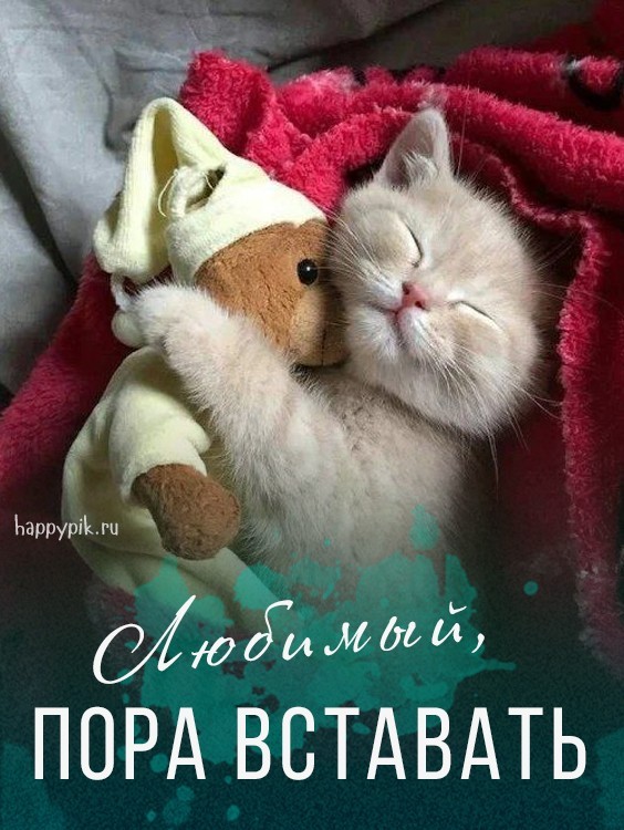 Разбудите любимого нежной открыткой с котенком.
