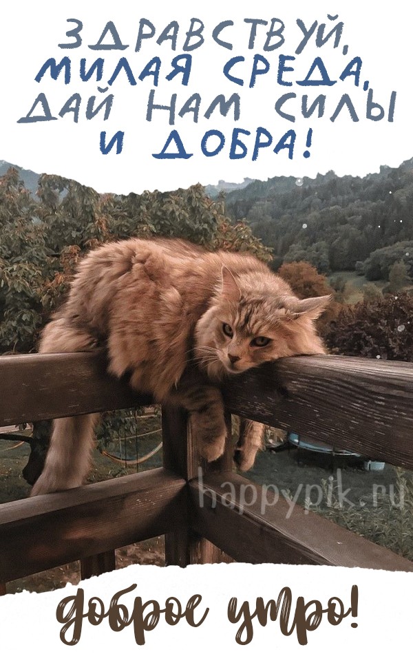 Здравствуй среда!