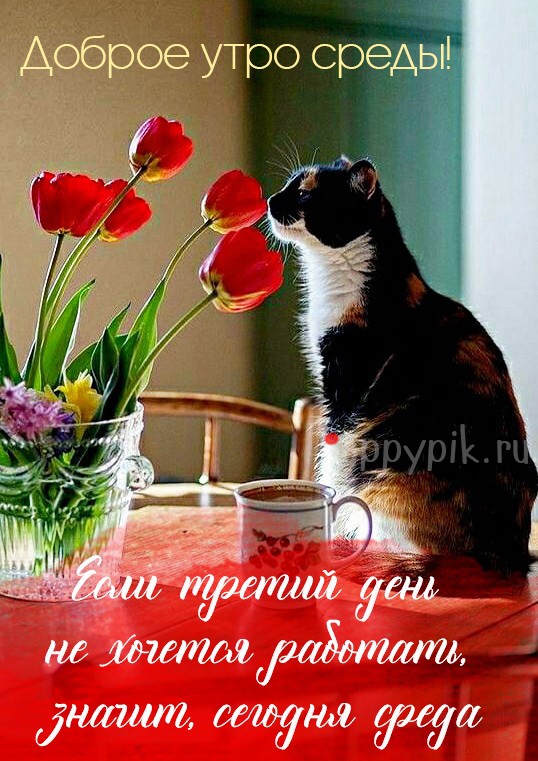 Уютная открытка с котиком и цветами.