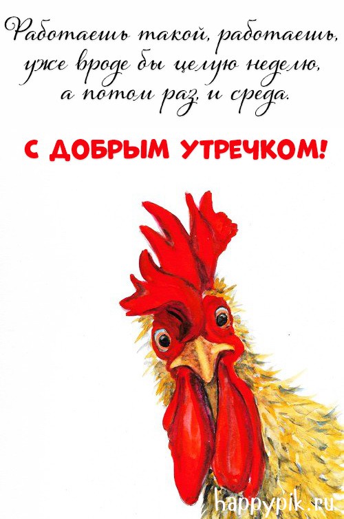 Весёлая картинка с петухом с добрым утром.