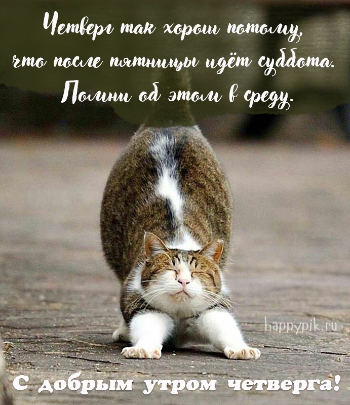 Открытка с кошкой про четверг.