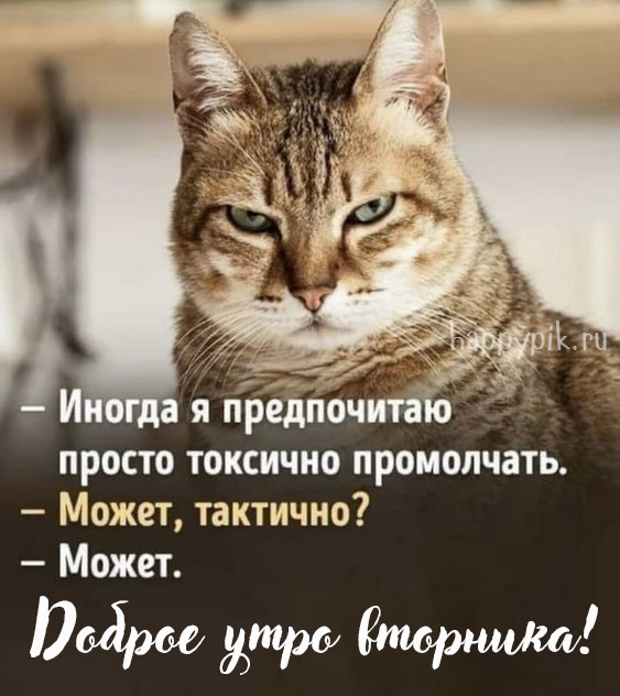 Открытка с котом и веселой надписью.