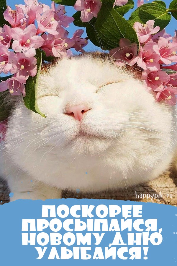 Поскорее просыпайся! Новому дню улыбайся!