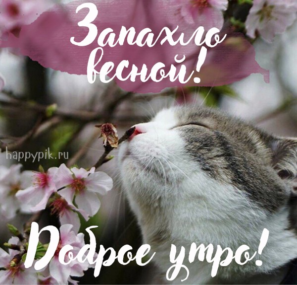 Запахло весной! Доброе утро! Котик нюхает веточку вишни.