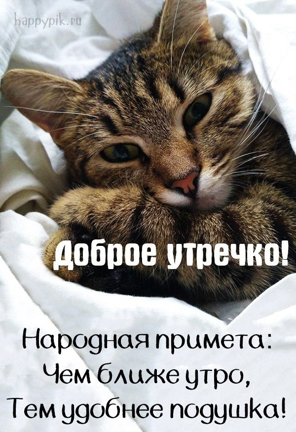 Милая открытка с котом и пожеланием доброго утра.
