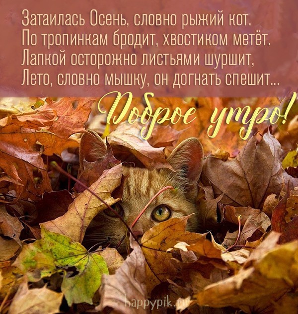 Затаилась осень, словно рыжий кот. По тропинкам бродит, хвостиком метет... Оригинальное стихотворение про осень и пожелание доброго утра!