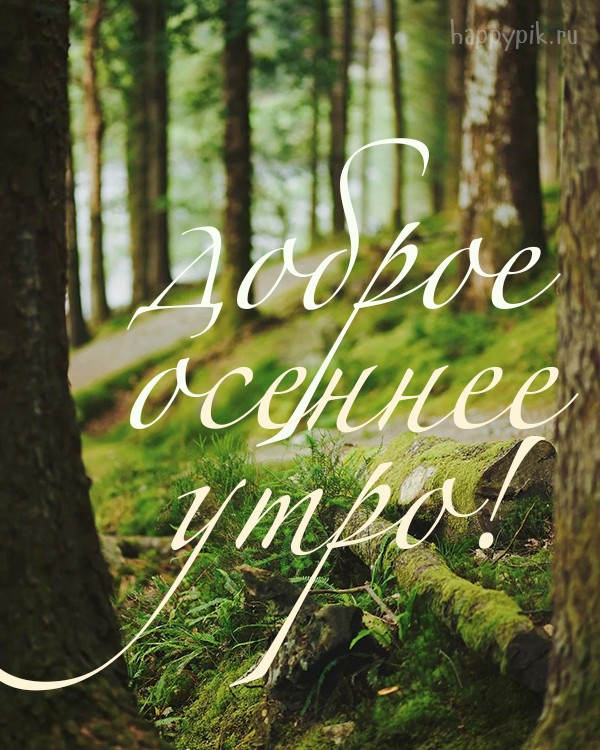 Доброе осеннее утро! Фото открытка с осенним лесом.