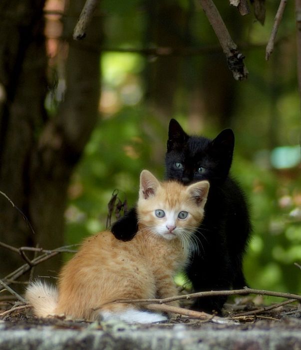 Черный котенок приобнял рыжего котенка в летнюю погоду