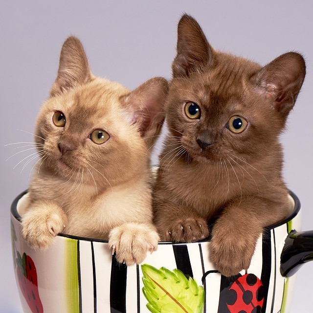 Два шоколадных котенка сидят в кружке