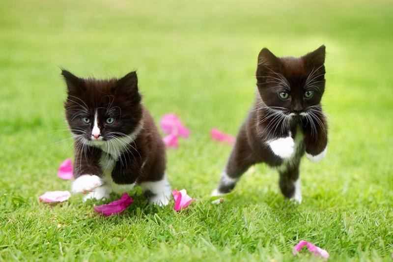 Два котенка прыгают на полянке