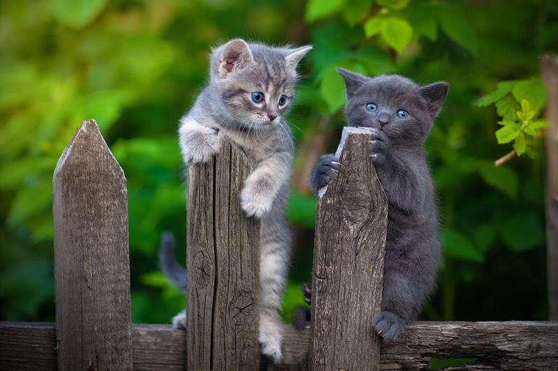 Два маленьких котенка играют на пеньке