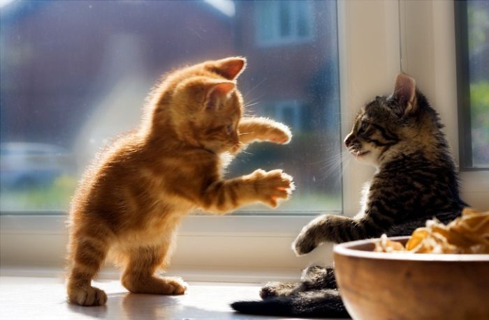 Два котенка играют на подоконнике
