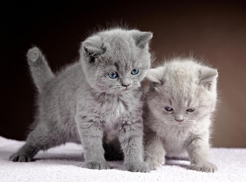 Два серых пушистых котенка с голубыми глазами