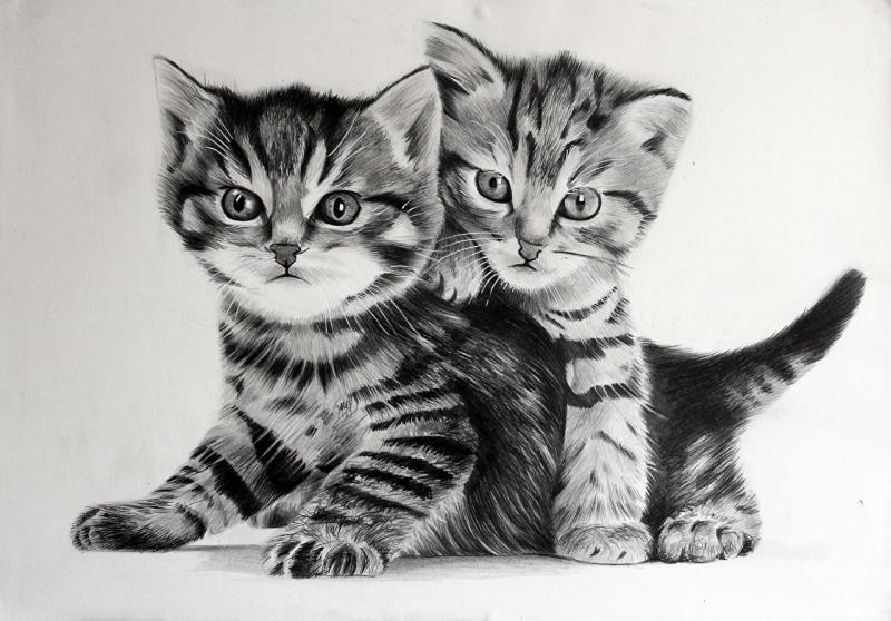 Два серых нарисованных котенка
