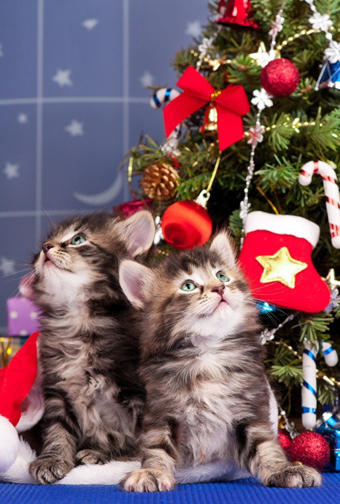Котята у наряженной новогодней елки