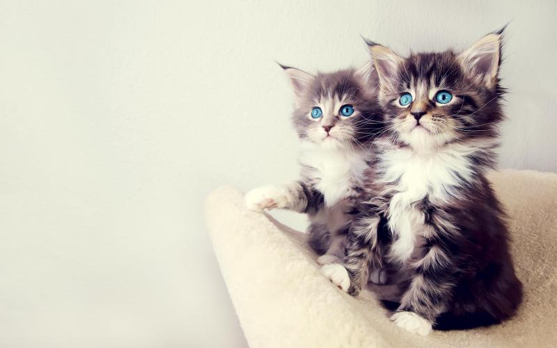 Два серо-белых котенка с голубыми глазами похожи как близнецы