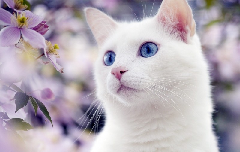 Белая кошка на фоне цветов
