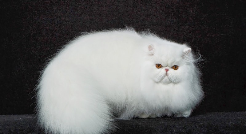 Белый пушистый персидский кот
