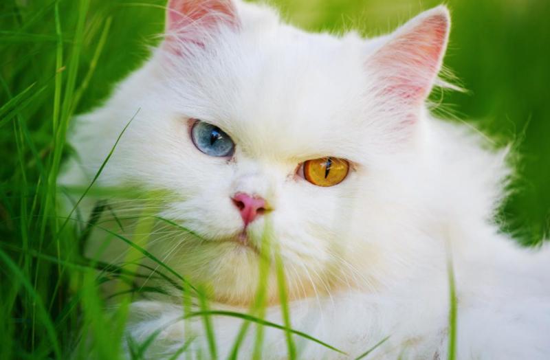 Белая кошка с разными глазами