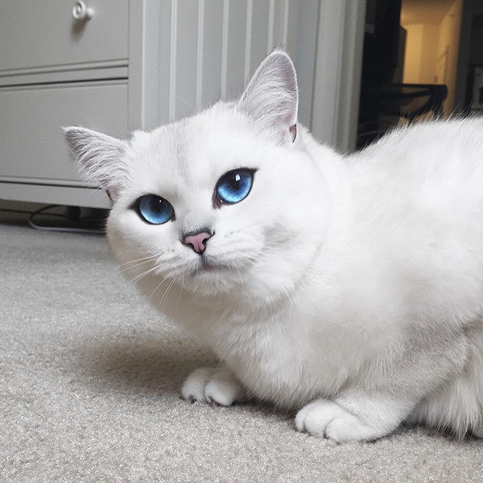 Белая кошка с голубыми глазами на белом ковре