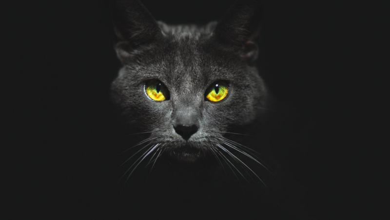 Кошка на чёрном фоне с желтыми глазами