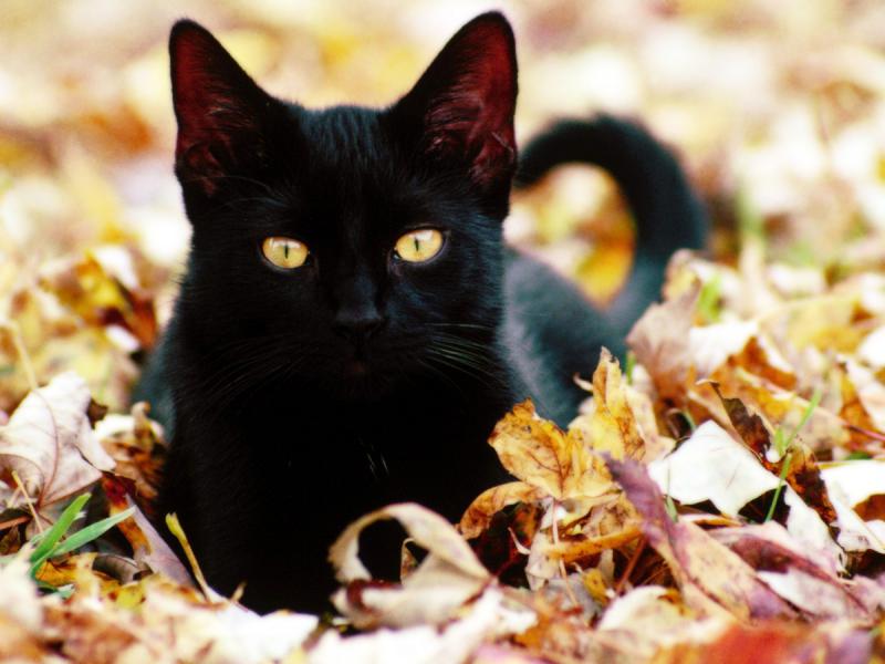 Черный кот в осенней листве