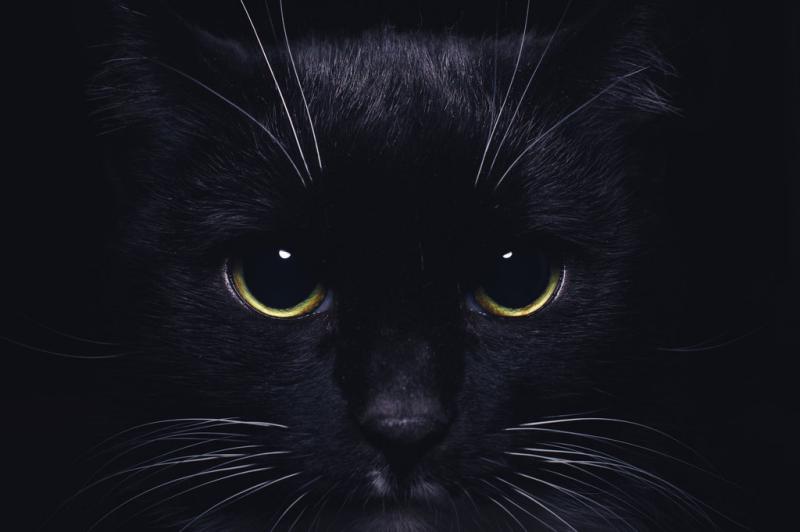 Морда черного кота с черными глазами в ночи