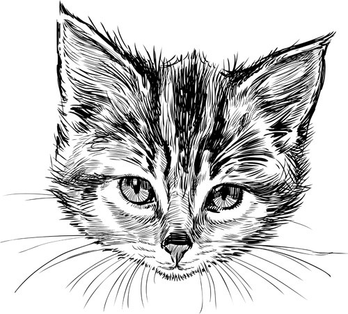 Морда маленького котёнка, нарисованного черным карандашом
