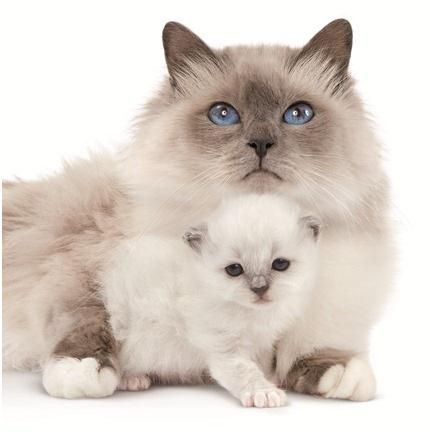 Бело-коричнева кошка с голубыми глазами лежит с белым котенком черного цвета глаз