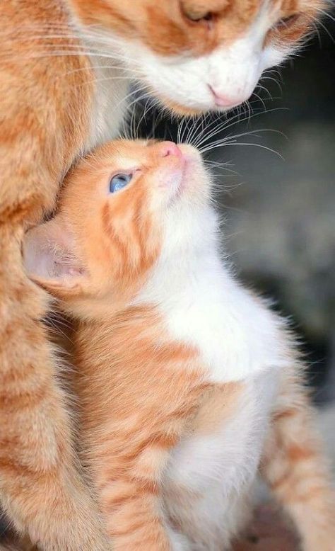 Бело-рыжая кошка-мама стоит и смотрит на своего забавно-веселого котенка