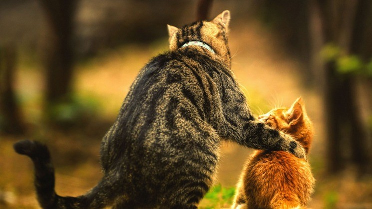 Фото сзади полосатой кошки и рыжего котенка на фоне природы