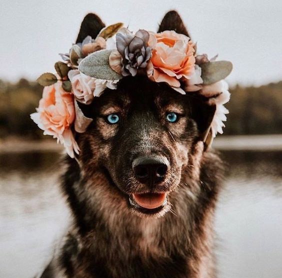 Морда собаки с голубыми глазами и с венком из цветов на голове