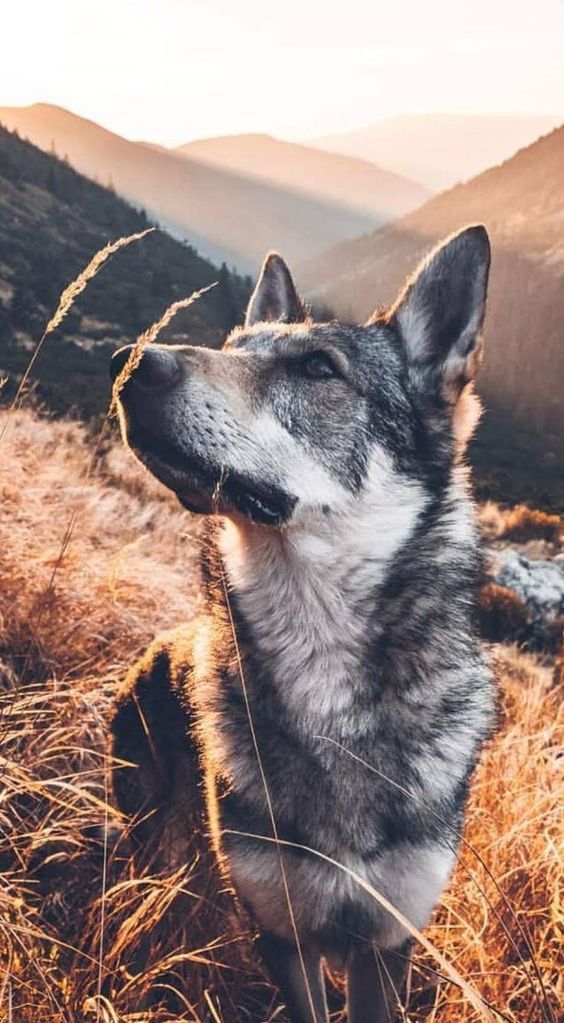Задумчивый пес на фоне осенней травы и холмов