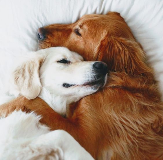 Рыжий и белый пес обнимаясь лежат на белой пастели
