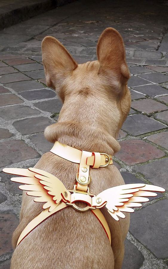 Коричневый пес с ошейником из крылышек сидит уличной плитке, вид сзади