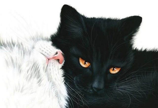 Морды черного и белого котенка, прижавшиеся друг другу на белом фоне