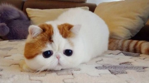 Бело рыжий котенок с большими глазами и полосатым хвостом лежит на диване