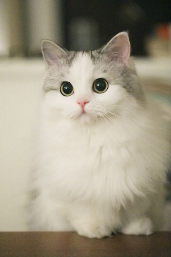 Пушистая серо-белая кошка с черными глазами