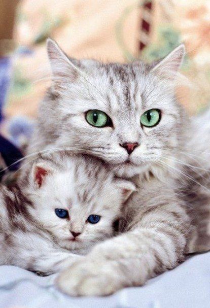 Серая кошка с зелеными глазами и серый котенок с синими глазами лежат обнявшись