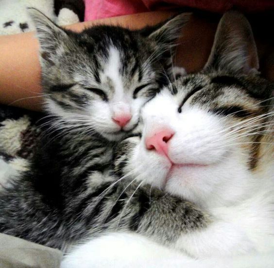 Маленький котенок обнимает маму кошку прикрыв глаза от наслаждения