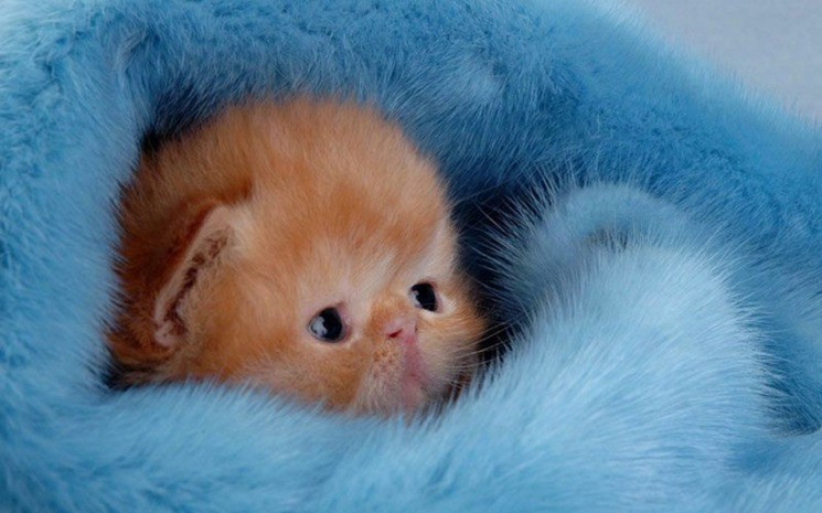  Маленький рыжий котенок завернулся в голубой мех