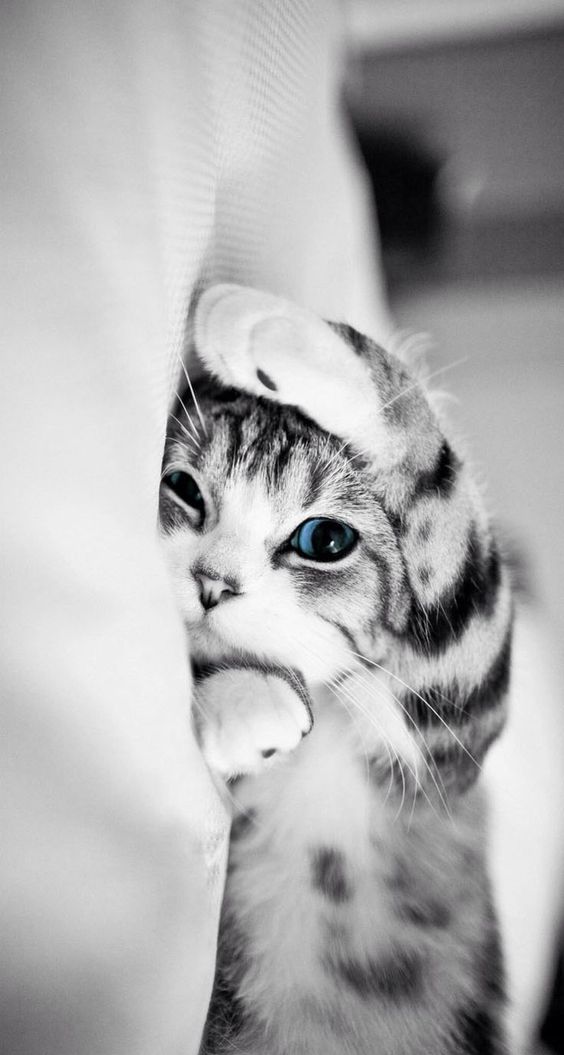 Черно-белое фото полосатого котенка с голубыми глазами, забавно положивший лапу на голове