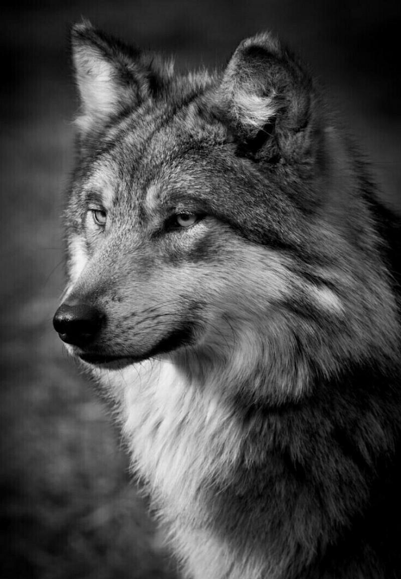 Черно-белое фото волка смотрящего в даль