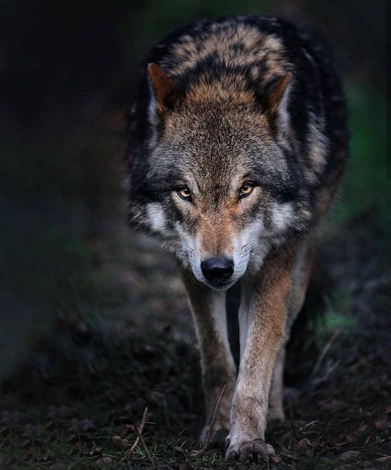 Красивый волк в лесу