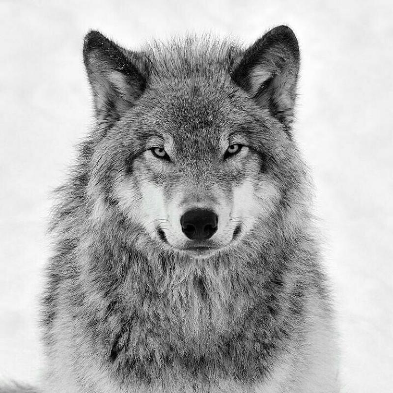 Волки, скачать картинки и аватары