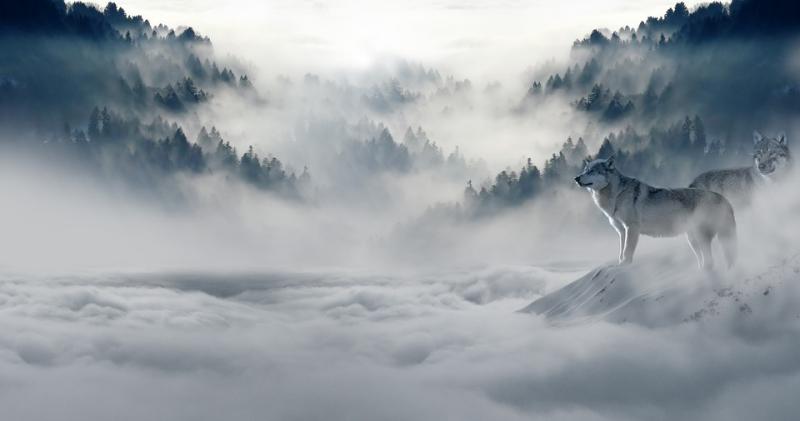 Два волка на горной местности в тумане