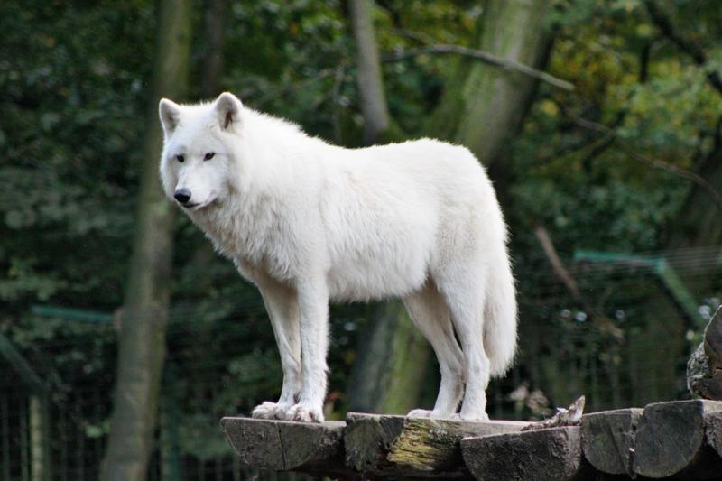 Белый волк на мосту