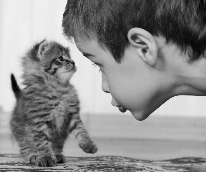 Черно-белое фото маленького серого котенка и мальчика