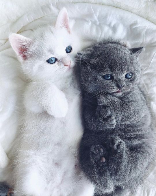 Серый и белый котенок, обнявшись лежат на спине